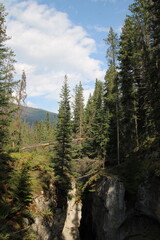 Forest Growing On The Canyon, Jasper National Park, Alberta
