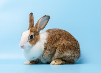 Brown cute bunny rabbit on blue background