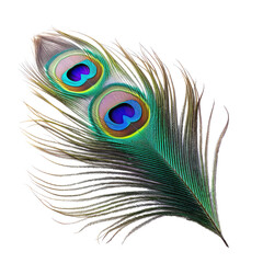 Fototapeta premium beautiful peacock isolated on white