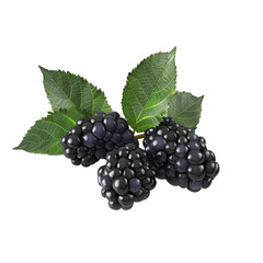 blackberry with leaves on transparent background Remove png