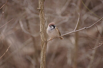 sparrow on a branch