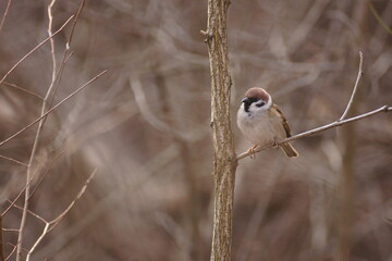 sparrow sitting on a branch