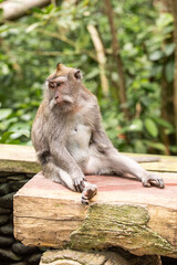 procrastination, laziness, the monkey is tired, bored and yawning