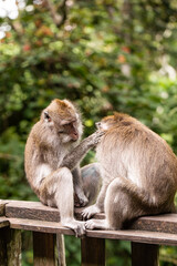 monkeys looking for fleas, macaques, care