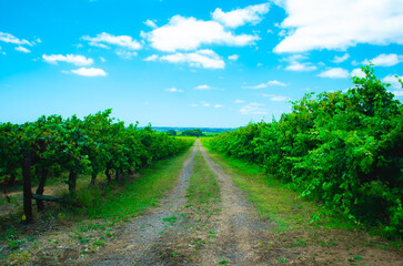 Fototapeta na wymiar vineyard roads in summer afternoon