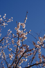 東京ミッドタウンの青空と白梅