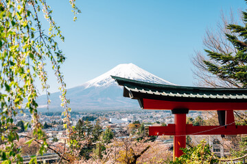 Arakurayama Sengen Park Shrine Torii gate and Fuji Mountain at spring in Yamanashi, Japan