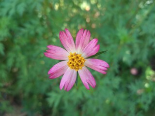 Fototapeta premium Cosmos caudatus kunth flower, edible as vegetable or just eaten on raw condition as salad. With local name Kenikir or ulam raja in Indonesia contained a variety of bioactive compounds