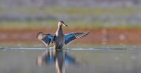 Northern Shoveler (Spatula clypeata) is one of the cute ducks found in Asia, Europe and Africa. It is one of the rare species.