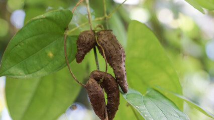 Leaves, stam and tubers of aerial potato (Dioscorea alata) or water yam