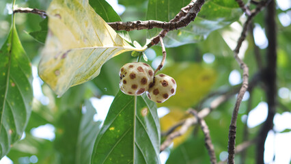 Noni fruit (Morinda citrifolia) hangs on the tree. A medicinal fruit with unique properties.