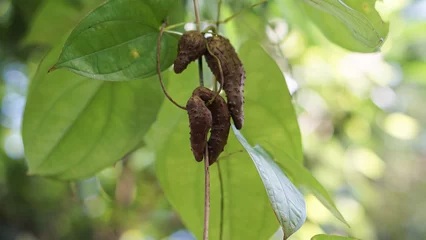 Fotobehang Leaves, stam and tubers of aerial potato (Dioscorea alata) or water yam © Hai.. Zainul