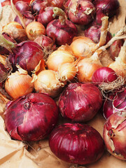 タマネギの収穫