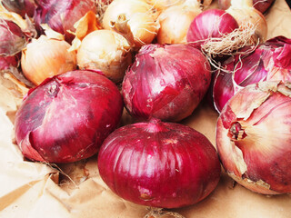 タマネギの収穫