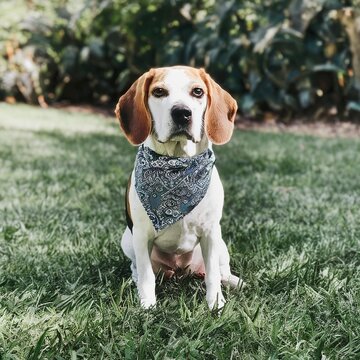 beagle dog in bandana