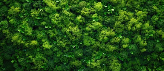 A dense forest with an abundance of green trees stretching as far as the eye can see. Moss covering the tree trunks glistens with water droplets after a refreshing rain, adding a vibrant texture to