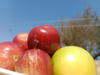 Fruit of the Ziziphus mauritiana, or fruit of Indian jujube,Indian plum,Chinese date,Chinese apple,ber fruit,dunks