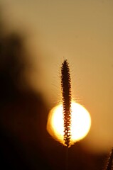 Sun behind the grass flower stalk