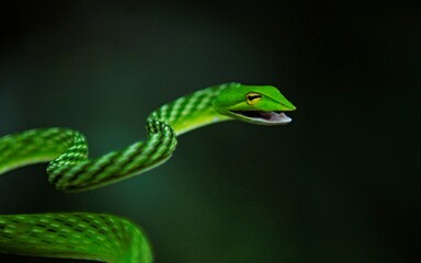 Ahaetulla nasuta (Sri Lankan green vine snake or long-nosed whip snake) is an endemic venomous...