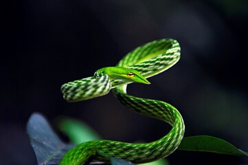 Ahaetulla nasuta (Sri Lankan green vine snake or long-nosed whip snake) is an endemic venomous...
