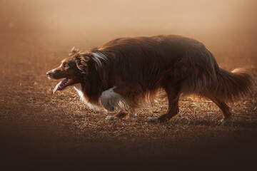 Herding border collie dog