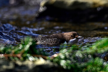 Wasseramsel // White-throated dipper (Cinclus cinclus)