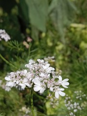 Flower of the coriandrum sativum l in garden or flower of the cilantro or Chinese parsley flower	