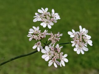 Flower of the coriandrum sativum l in garden or flower of the cilantro or Chinese parsley flower	