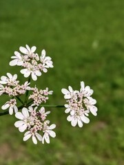 Flower of the coriandrum sativum l in garden or flower of the cilantro or Chinese parsley flower	