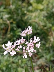Flower of the coriandrum sativum l in garden or flower of the cilantro or Chinese parsley flower	