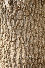 Tropical wood, native to the African continent, around Sudan. Later it was imported into tropical countries of Asia. and Latin American countries And nowadays there are a lot of them in Mexico.

It is