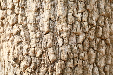 Tropical wood, native to the African continent, around Sudan. Later it was imported into tropical countries of Asia. and Latin American countries And nowadays there are a lot of them in Mexico.

It is