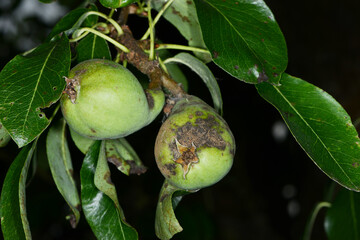 Birnenschorf,  Venturia pirina, Fruchtbefall