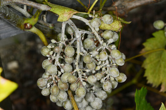 Echter Mehltau der Reben, Oidium, Uncinula necator