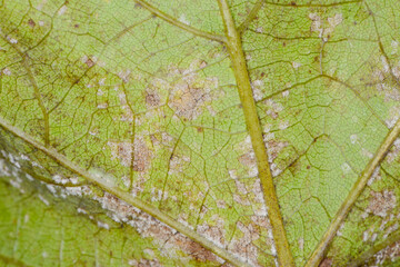 Falscher Mehltau der Rebe, Rebenperonospora,  Plasmopara viticola an Rebblättern