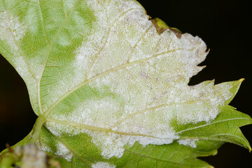 Falscher Mehltau der Rebe, Rebenperonospora,  Plasmopara viticola an Rebblättern