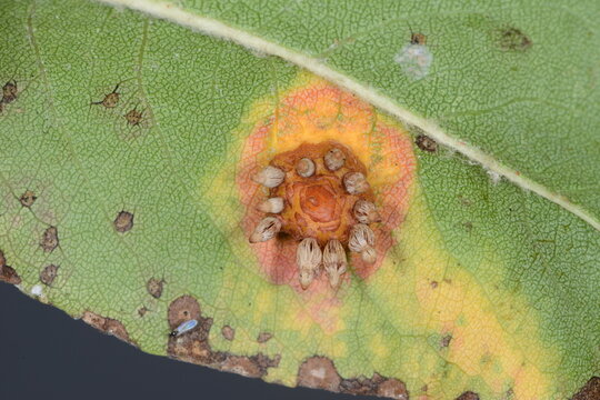 Birnengitterrost,  Gymnosporangium sabinae, Schadbild auf der Blattunterseite