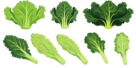 flat art collection of escarole isolated on a white background as transparent PNG - obrazy, fototapety, plakaty