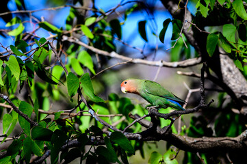 Rosy-faced loverbird