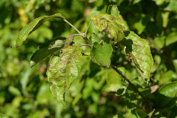 Apfelschorf,  Venturia inaequalis,  Blattbefall