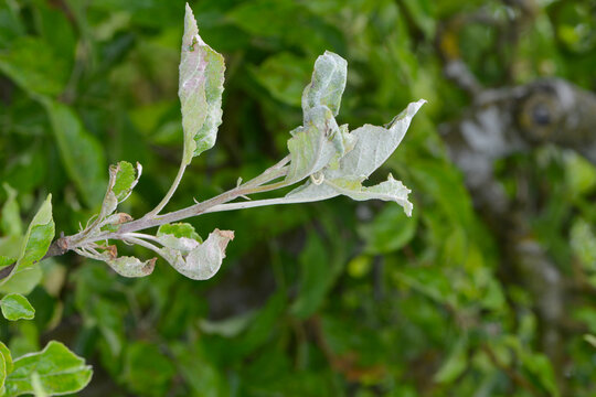 Apfelmehltau  Podosphaera leucotricha, Blatt und Triebe
