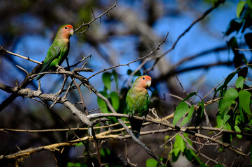Rosy-faced loverbird