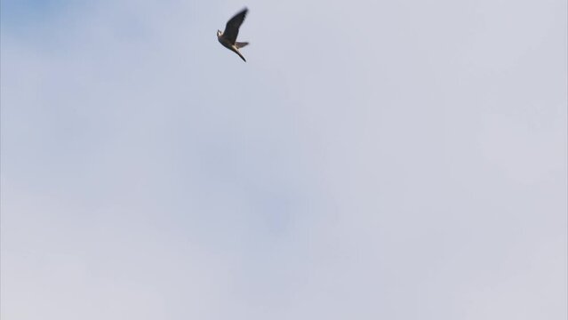 争う2羽のハヤブサ (鳴き声あり)