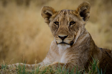 Lion cub portrait in Etosha