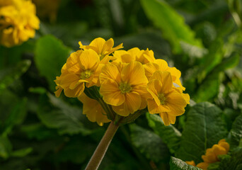 One large yellow spring primrose flower in a greenhouse. - 749775236