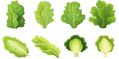 flat art collection of lettuce isolated on a white background as transparent PNG
