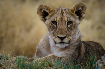 Lion cub portrait in Etosha