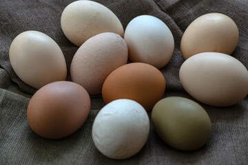 Multi-colored large chicken eggs from domestic chickens. - 749775643