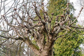 Tree with crooked branches in the park. - 749776229