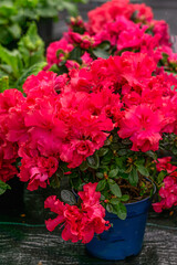 Bright red azalea flowers in a flower pot in a greenhouse. - 749776882